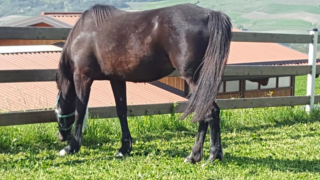 Allevamento B&B Pozzol Groppo Zewnętrze zdjęcie